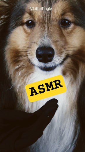 Dog Ice eating ASMR | Ice mukbang |satisfying #satisfyingvideo #satisfying #asmr #notalking