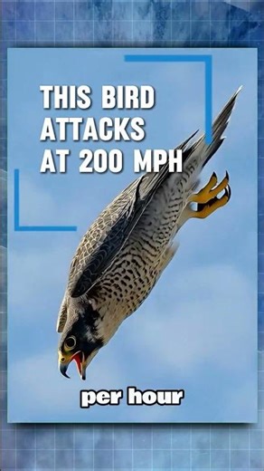This Bird Attacks at 200 mph