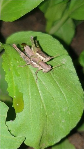 Locust Insect #insects #music #nature #insecticida #wildlife