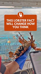 6.4K views · 28 reactions | Starting the year with a lobster fact you probably didn’t know 咽 A one-pound lobster produces roughly 3,000 to 4,000 eggs. A four-pound lobster produces around 30,000 to 40,000 eggs. Only about 3 percent of those eggs survive to adulthood. Which brings us to the real question: would you rather have big lobsters laying eggs, or small ones? #mainelobster #lobsterfacts #rarelobster | Get Maine Lobster | Facebook