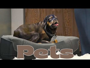 [QBCore] | Qbcore Pets Script – Stationary Pets & Stress Relief | FiveM Script