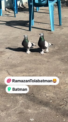 @Ramazan Tola batman