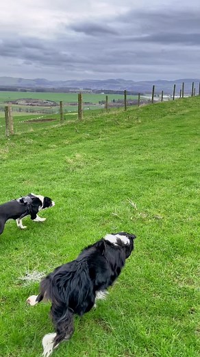 Border Collie Racing in Scotland Compilation