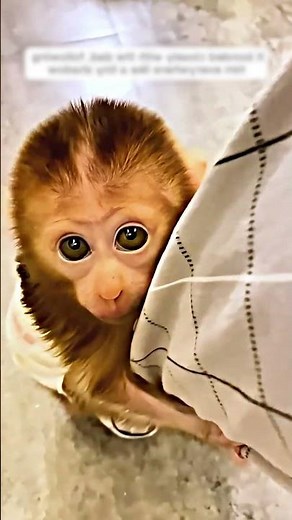 This family adopted a baby monkey! 😍 #shorts