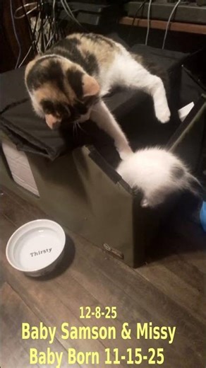 Up For It 😾 Baby Kitten Video #4😻Purry, Missy & Baby Samson 😸🎸Steve Costello on Guitar🎸