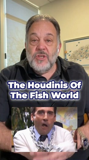 The Houdinis Of The Fish World Did you know the ocean is home to over 300 species of octopi? These fascinating creatures are the ultimate escape artists of the aquatic world. No matter how secure your aquarium seems, they can find the smallest opening and slip through it. Octopi are not just escape artists, they're intelligent and inquisitive too. Some species even have the ability to change colors and decorate themselves, making them a beautiful sight to behold. For more intriguing facts about 