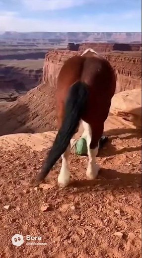 “Mustang Saves Child From Canyon Edge | Real Wild Horse Rescue Caught in 4K”