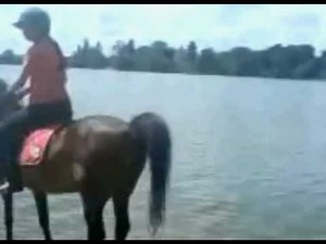 Pooping Horse 16 ( Pooping In Water ) :)