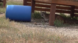 Our two young cougars just released from their lockouts after staff did a thorough cleaning of their habitat and den, and of course, leaving some fun enrichment items behind. These two girls always get a bit stressed when getting locked out their habitat. However, it's essential that we also provide staff a safe means of going in to clean and/or do any necessary maintenance. We're sure that just a few minutes after leaving, they are having a great time exploring their enrichment items! | Safe Ha