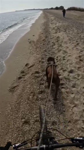 In riva al mare 🌊 #dog #sea