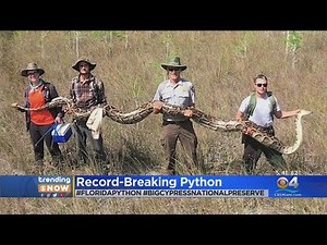 Trending: Record Setting 17-Foot Python Caught In Florida's Big Cypress Preserve
