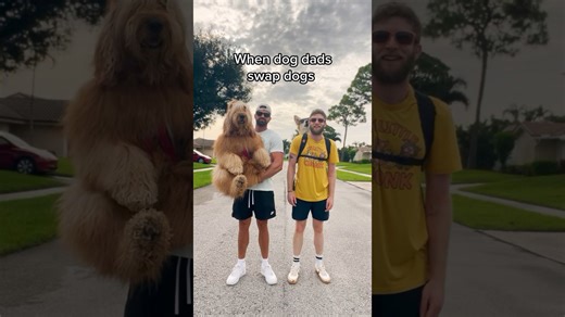 Large dogs vs small dogs @madmax_fluffyroad #dogdad #goldendoodle #corgi