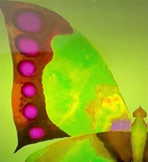 Green Butterfly Greeting Card Herbys Gifts and Cards