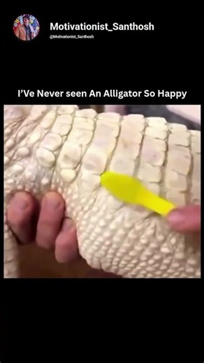 Why This Albino Alligator Looks Like It's Smiling 🐊😳 | #shorts #viral