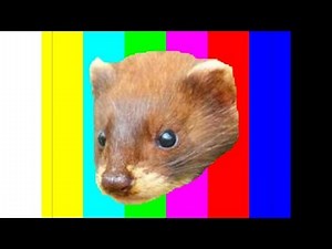 5 Awesome Facts About The Least Weasel