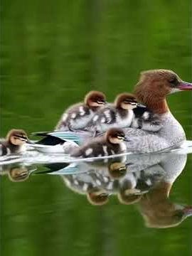 A hen and her chicks are walking in the water.#birds #bird