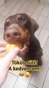 Luca & Nova - Tökös süti 🥧😍 #pumpkin #cake #dobermann #dog #guarddogs​ #aifree
