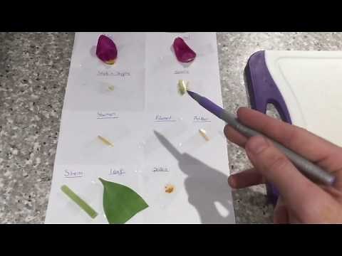 Dissection of a Flower - Plant reproduction