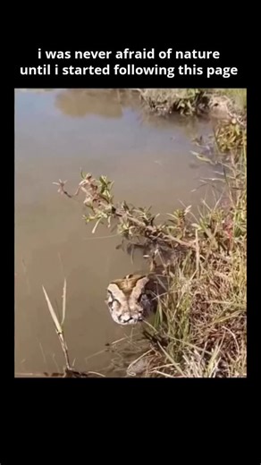 science | facts | nature on Instagram: "A man hiking through the vast wetlands of the Pantanal in Brazil unexpectedly came across a massive python slithering through the underbrush. The Pantanal - known for its incredible biodiversity - is home to some of South America's largest snakes, and encounters like this remind us just how wild and untamed this region truly is. ​#trendingreels #didyouknow #mindblowing #nature #forest #unexplored #earth #viral #explore #facts #usa #python"