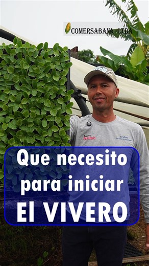 Que necesito para inciar el vivero y tener altos rendimientos economicos en mi cultivo. . . . #vivero #plantulas #control #agronomia #agronomo #cultivos #rendiminetos #colombia | Comersabana LTDA
