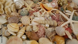 Seashells, starfishes and corals with pearls as background.