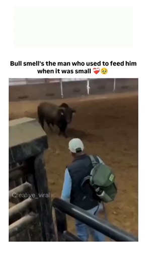 Darkiedroid on Instagram: "This heartwarming viral reel captures a powerful moment of animal memory and connection. Here is a detailed breakdown of the video and the context behind its viral success. The Interaction: A large, dark brown bull is seen initially looking alert and somewhat aggressive. A man wearing a white cap, a blue vest, and a green backpack enters the frame, leaning against a wooden fence or gate. The Recognition: As the man holds out his hand and stands calmly, the bull approac
