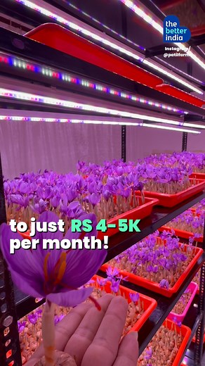 Meet Harsh Patil, the 23-year-old revolutionizing saffron farming in Maharashtra with aeroponics. #ModernFarming #Saffronfarming #aeroponics #Maharashtra #SustainableFarming #AgricultureInnovation #InspiringIndia [Saffron farming, Maharashtra, Sustainable Farming, Agriculture Innovation, Inspiring India] | TheBetterIndia