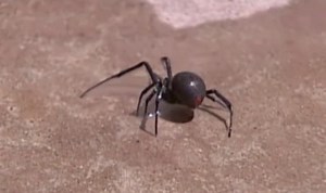 If you don't remember pain, it's probably not a spider bite, doctor says