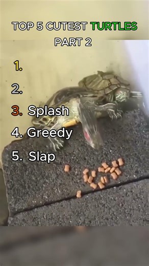 Cutest Turtles: Part 2 🐢💕#turtles #shorts #animals #funny