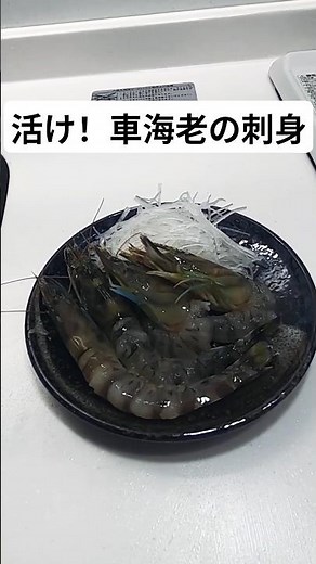 活け！車海老の刺身作った