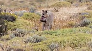 Puma hunting armadillo in Patagonia. The puma is also known as mountain lion, cougar, and panther. All same species. | Al Perry Nature Photography