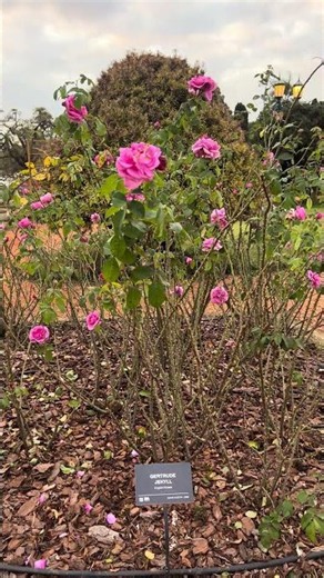 🌹 Gertrude Jekyll: una de las rosas más famosas y bellas del mundo 😍✨