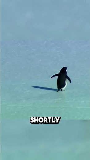 The Penguin That Left Its Group and Walked Toward the Mountains