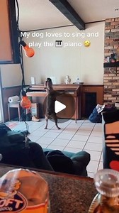 Musician Life | Can we request “Bark Side of the Moon?” Follow @musicianlifeofficial for more #dog #pet #singer #pianist #piano | Instagram