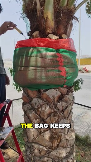 Growing New Trees From Old Palms
