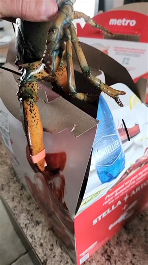 Premier Lunch de homard de la saison...et vous avez vous mangé votre homard 🦞 #lobster #viralreelsシ #foryoureel #fypシ #reel #videooftheday #FacebookPage #justforfun #deliciousfood | Marko Estrada