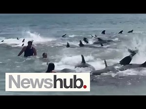 'They were screaming': Tragic end as large pod of false killer whales stranded on NZ beach | Newshub