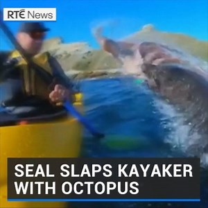 38K views · 353 reactions | 'That was mental' - Remarkable footage has emerged of the moment a New Zealand fur seal slaps a stunned kayaker in the face with an octopus. Read more: https://bit.ly/2xReolh | RTÉ News | Facebook