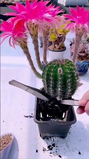 How to Repot a Cactus Without Getting Pricked! 🌵