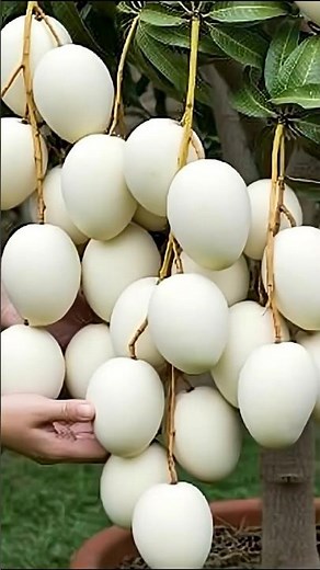 Mango tree propagation techniques