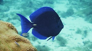 2K views · 112 reactions | Atlantic Blue Tang (Aruba) Arashi reef | Artmando Multimedia | Facebook