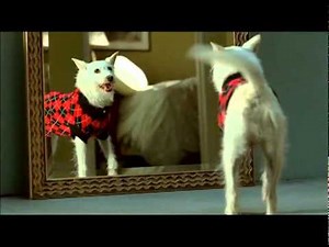 Petco Commercial -- Your Pets Knows When it looks Good