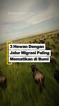 3 Hewan DenganJalur Migrasi Paling Mematikan di Bumi. #faktaunik #faktamenarik #hewan #shorts #fyp