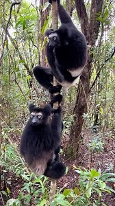 21K views · 294 reactions | Indri Lemurs, often referred to as the...
