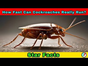 Cockroach Speed: Nature's Fastest Insect Unveiled!