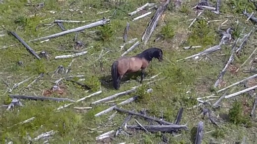 A peaceful 2019 rerun featuring Apollo, the grey stallion that we have not seen for a couple years. I have not had time to put a current video together so sit back and enjoy this one. I did. | Help Alberta Wildies Society