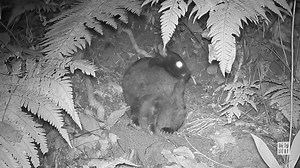 アマミノクロウサギ、自分の毛むしり赤ちゃん保温か　撮影に成功