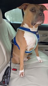 Discover our premium canine accessories tailored for every breed, size, and age. 🐕 🐶 Collars, harnesses, and leads 🔐 Safety you can trust with our secure clips ✅ Join over 10,000 satisfied customers! Because your dog isn’t just a pet, they're family. | BullyBillows