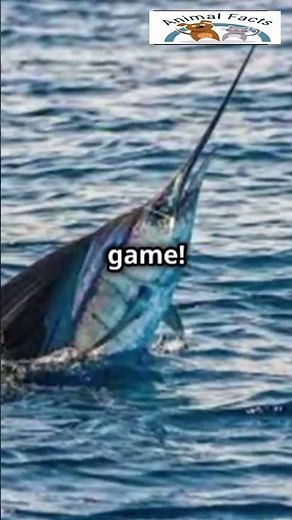 Sailfish: Ocean's Fastest Predator! #AnimalFacts #OceanLife#WildlifeWonder #NatureLoversShocking