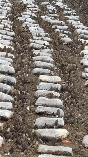Discovering One of the Biggest Morel Mushroom Finds
